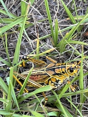 Romalea microptera
