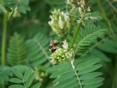 Bombus centralis