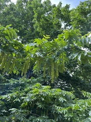 Pterocarya