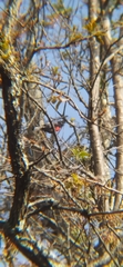 Myioborus pictus