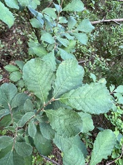 Salix aurita