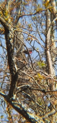 Myioborus pictus