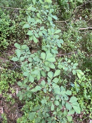 Salix aurita