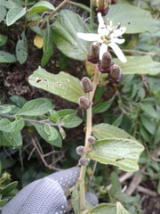 Passiflora bogotensis