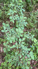 Salix aurita