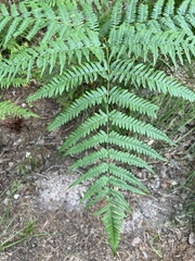 Pteridium aquilinum