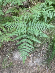 Pteridium aquilinum