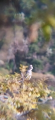 Ptiliogonys cinereus