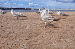 Larus argentatus