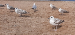 Larus argentatus
