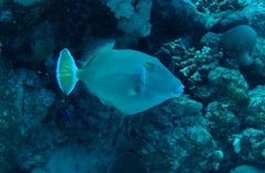 Sufflamen albicaudatum