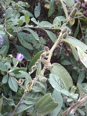 Passiflora bogotensis