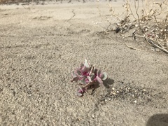 Atriplex saccaria