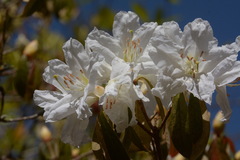Rhododendron ciliicalyx
