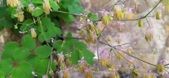 Thalictrum dioicum