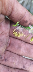 Thalictrum dioicum