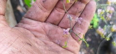Thalictrum dioicum