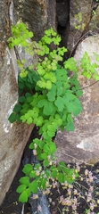 Thalictrum dioicum