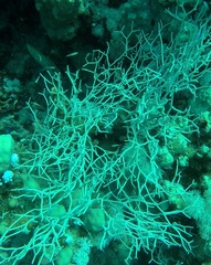 Melithaea rubrinodis