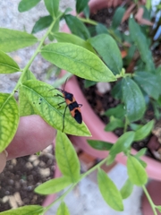 Oncopeltus fasciatus