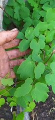Thalictrum dioicum