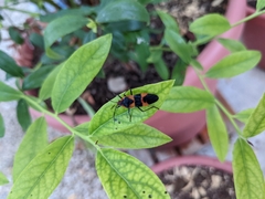 Oncopeltus fasciatus
