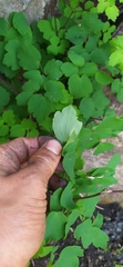 Thalictrum dioicum