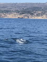 Delphinus