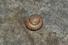 Aegopinella nitidula