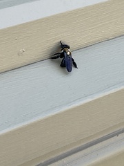 Xylocopa virginica