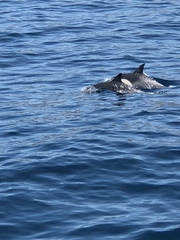 Delphinus
