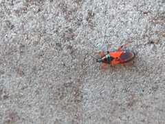 Prostemma aeneicolle