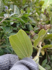 Passiflora bogotensis