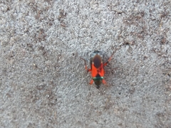 Prostemma aeneicolle