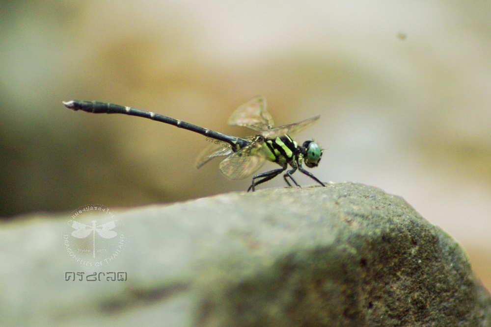 Stylogomphus malayanus