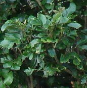 Aglaia rimosa