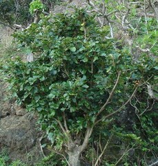 Aglaia rimosa