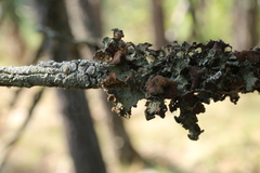 Tuckermanopsis americana