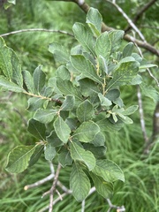 Salix aurita