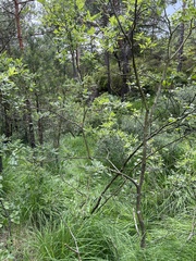 Salix aurita