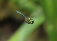 Somatochlora meridionalis