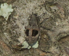 Cylindrocopturus binotatus