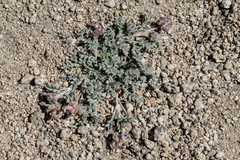 Astragalus austiniae
