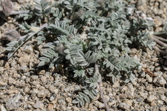 Astragalus austiniae