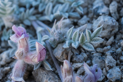 Astragalus austiniae