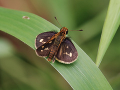 Taractrocera ardonia