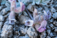 Astragalus austiniae