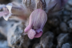 Astragalus austiniae