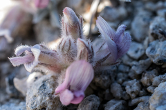 Astragalus austiniae