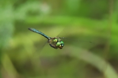 Somatochlora meridionalis